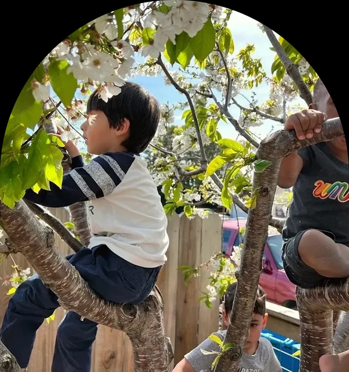 Children climbing a cherry blossom tree